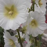 Zola ナント