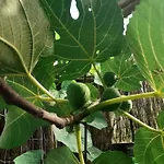 Zola Kwatera prywatna