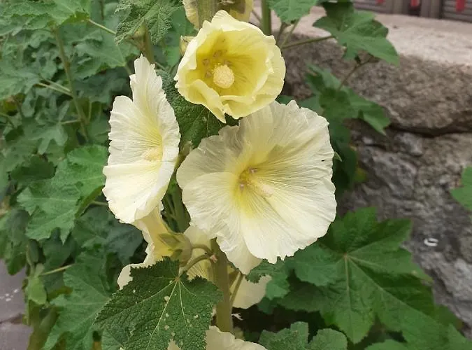 Séjour chez l'habitant Zola *