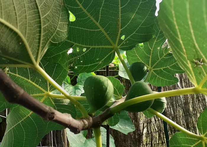 Zola Séjour chez l'habitant