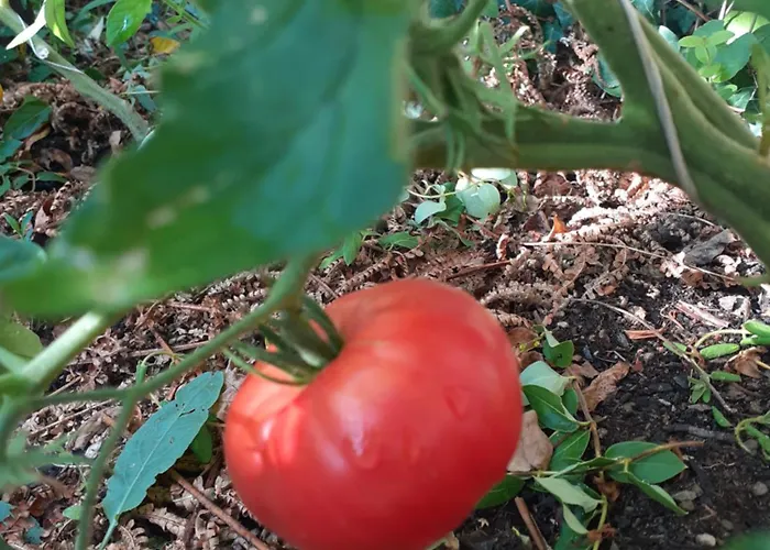Séjour chez l'habitant Zola Nantes