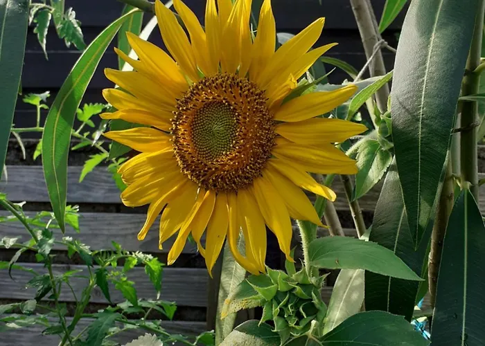 Zola Séjour chez l'habitant *