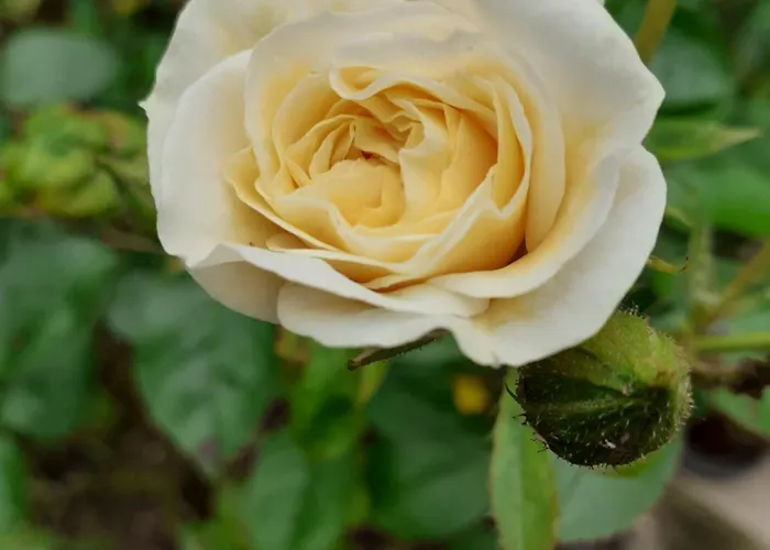 Privatunterkunft Zola Nantes