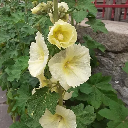 Δωμάτια σε οικογενειακή κατοικία Zola *