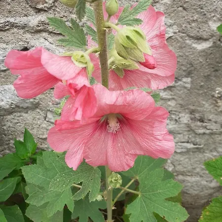 Δωμάτια σε οικογενειακή κατοικία Zola *