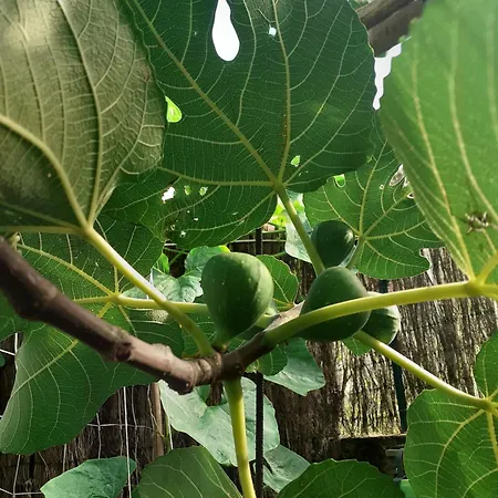 Zola Δωμάτια σε οικογενειακή κατοικία