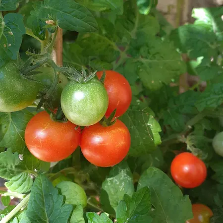 Zola Δωμάτια σε οικογενειακή κατοικία