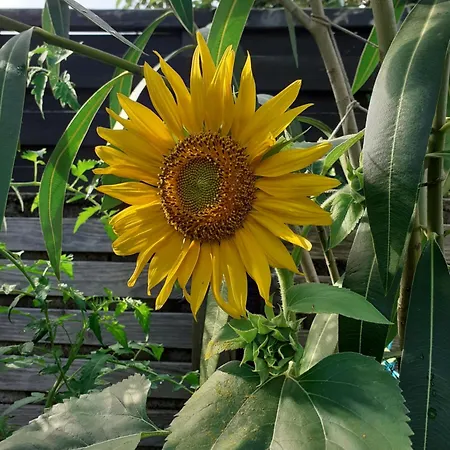 Zola Δωμάτια σε οικογενειακή κατοικία *