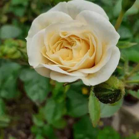 Δωμάτια σε οικογενειακή κατοικία Zola Ναντ